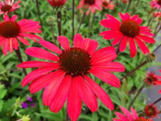 Echinacea purpurea 'Glowing Dream' (PBR)