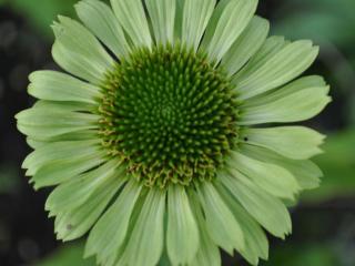 Echinacea purpurea 'Green Jewel' (PBR)