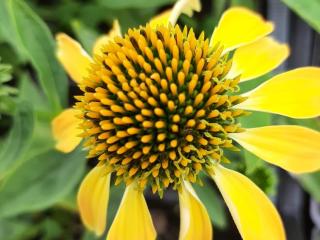 Echinacea purpurea 'Golden Skipper'