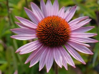 Echinacea purpurea 'Hope' ®