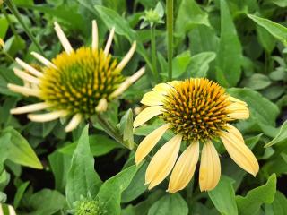 Echinacea purpurea 'Harvest Moon' ®