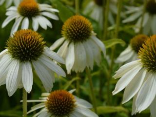 Echinacea purpurea 'Happy Star'