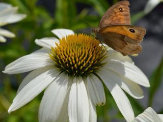 Echinacea purpurea 'Honey Dew' (PBR)