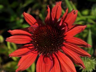 Echinacea purpurea 'Hot Lava' (PBR)