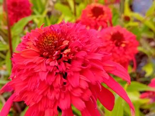 Echinacea purpurea 'Hot Papaya'
