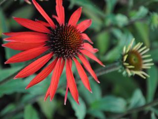 Echinacea purpurea 'Hot Summer' (PBR)