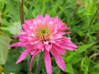 Echinacea purpurea 'Innocence Meadow Mama'