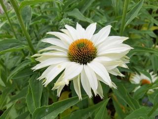 Echinacea purpurea 'Ivo's Poem' (PBR)