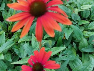 Echinacea purpurea 'Julia'