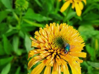 Echinacea purpurea 'Lemon Drop'