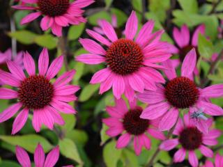 Echinacea purpurea 'Litte Magnus' (PBR)