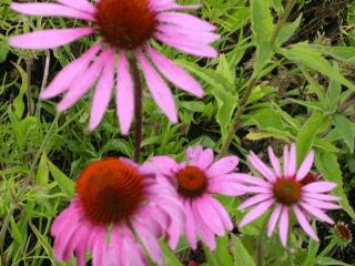 Echinacea purpurea 'Magnus'