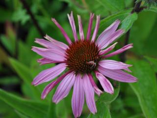 Echinacea purpurea 'Magnus Superior'