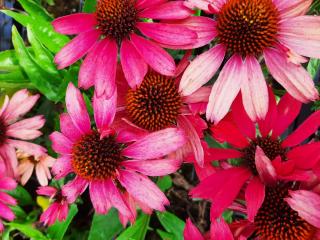 Echinacea purpurea 'Meditation Cherry' (PBR)