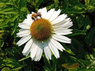 Echinacea purpurea 'Meditation White' (PBR)