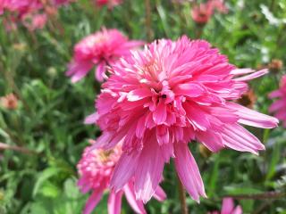 Echinacea purpurea 'Mini Belle' (PBR)