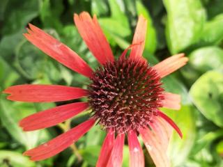 Echinacea purpurea 'Orange Skipper'