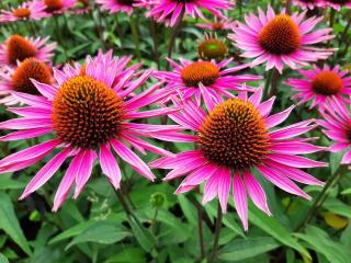 Echinacea purpurea 'Pica Bella'