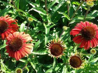 Echinacea purpurea 'Postman'