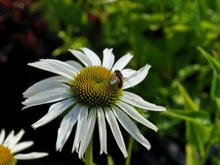 Echinacea purpurea 'Purity' (PBR)