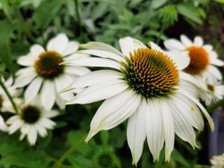 Echinacea purpurea 'Powwow White'