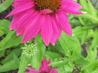 Echinacea purpurea 'Powwow Wildberry'