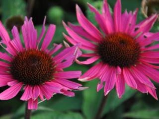 Echinacea purpurea 'Roho (Robin Hood) PBR