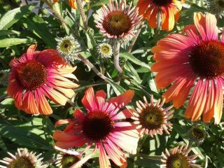 Echinacea purpurea 'Rainbow Marcella' ®