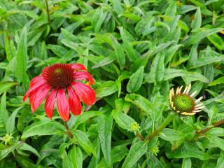 Echinacea purpurea 'Red Pearl'