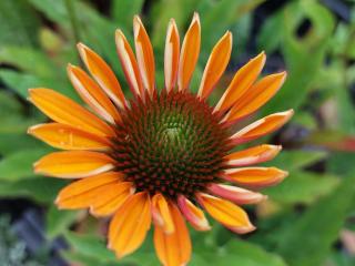 Echinacea purpurea 'Royal Sensation' ®