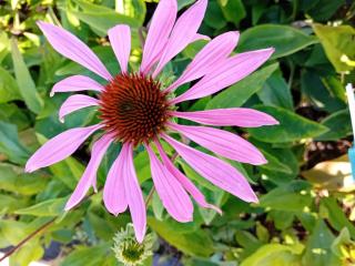 Echinacea purpurea 'Rubinstern'