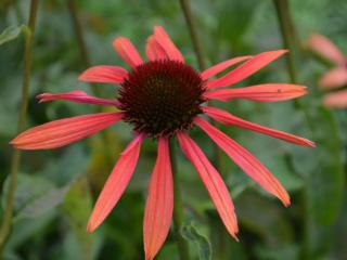 Echinacea purpurea 'Sundown' (PBR)