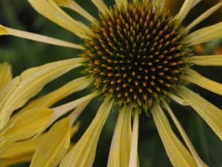 Echinacea purpurea 'Sunrise' (PBR)