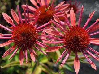 Echinacea purp. 'Sunset' ®