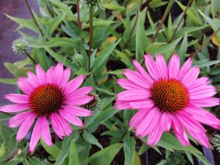 Echinacea purpurea 'Sunseekers Pink'