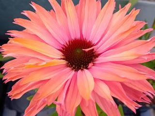 Echinacea purpurea 'Sunseekers Red'