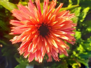 Echinacea purpurea 'Sunseekers Salmon'