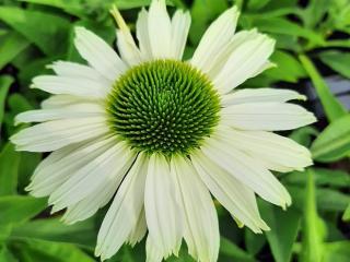 Echinacea purpurea 'Sunseekers White Perfection'
