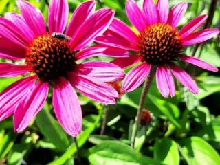 Echinacea purpurea 'Stiletto' (PBR)