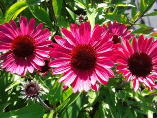 Echinacea purpurea 'Summer Cloud' (PBR)