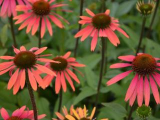 Echinacea purpurea 'Summer Cocktail' (PBR)