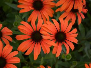 Echinacea purpurea 'Tangerine Dream' (PBR)