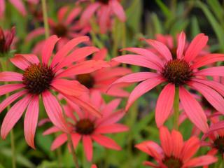 Echinacea purpurea 'Tomato Soup' (PBR)