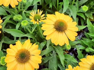 Echinacea purpurea 'Tweety'