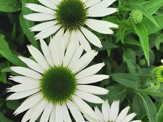 Echinacea purpurea 'Virgin' (PBR)