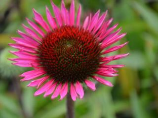 Echinacea purpurea 'Vintage Wine'