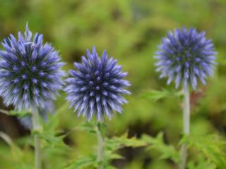 Echinops ritro