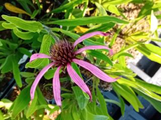 Echinacea simulata