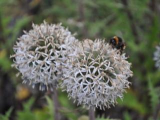 Echinops sphaerocephalus 'Arctic Glow'