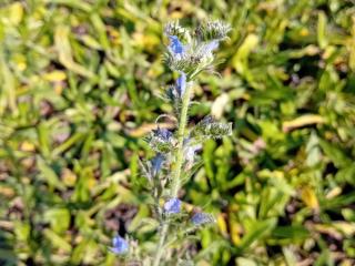 Echium vulgare